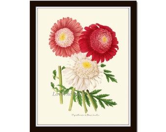 Red White Chrysanthemum Wall Art Print IH227 Beautiful Antique Botanical Flower Garden Plant Home Room Decor Decoration Picture to Frame
