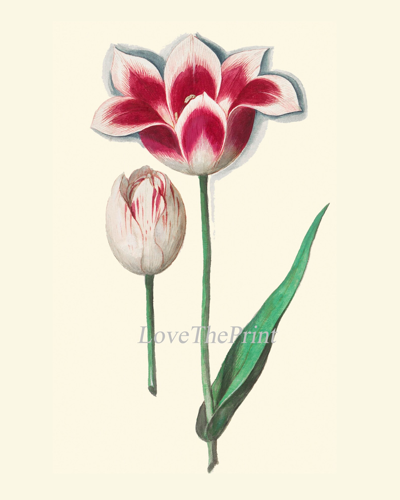 Tulip Botanical Wall Art Print Set of 12 Beautiful Antique | Etsy