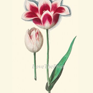 Tulip Botanical Wall Art Print Set of 12 Beautiful Antique - Etsy