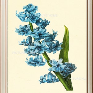 Blue Flower Botanical Print R59 Beautiful Antique Redoute Wall Art Home Room Decoration to Frame Garden Nature Summer Spring Illustration