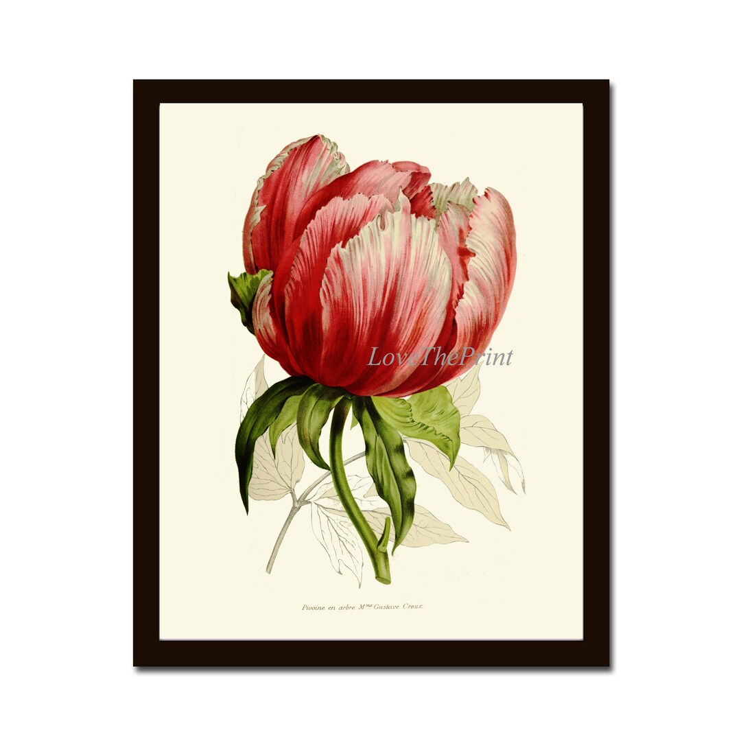 Large Tulip Botanical Wall Art Print IH787 Beautiful Antique Pink Red ...