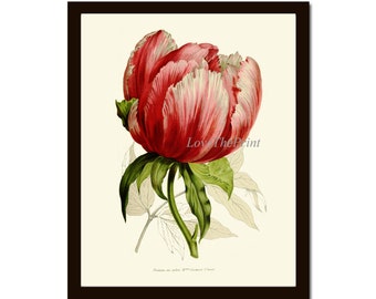Stort botaniskt väggkonsttryck med tulpaner IH787 Vacker antik rosa röd vit blomma akvarell illustration Heminredning Bild att rama in