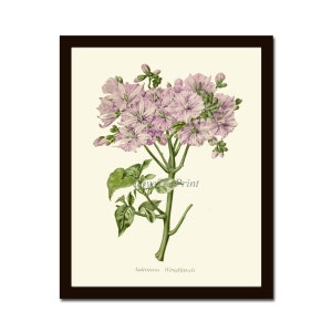 Puede incluir: Una ilustración botánica de Solanum Wendlandii, una planta con flores con racimos de flores delicadas de color púrpura claro y hojas verdes.
