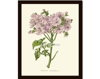 Violeta Roxa Flores Botânicas Impressão de Arte de Parede IH769 Linda Antiga Nightshade Solanum Blooming Batata Tomate Berinjela Decoração para Moldura IH