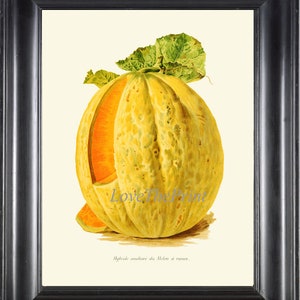 Melon Botanical Print IH875 Beautiful Antique Vegetable Garden Large Plant Illustration Kitchen Dining Room Home Wall Art Decor to Frame IH