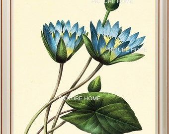 Flor de lírio de água azul Impressão botânica 91 Linda 8X10 Antigo Redoute Art Decoração de sala Arte de parede para emoldurar Jardim Natureza Verão Primavera