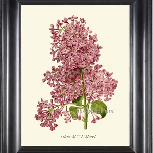 Botanical Print IH840 Beautiful Antique Vintage Lilac Flower Purple Violet Home Wall Art Decor Pretty Flowers Illustration Poster to Frame
