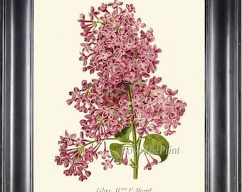 Botanical Print IH840 Beautiful Antique Vintage Lilac Flower Purple Violet Home Wall Art Decor Pretty Flowers Illustration Poster to Frame