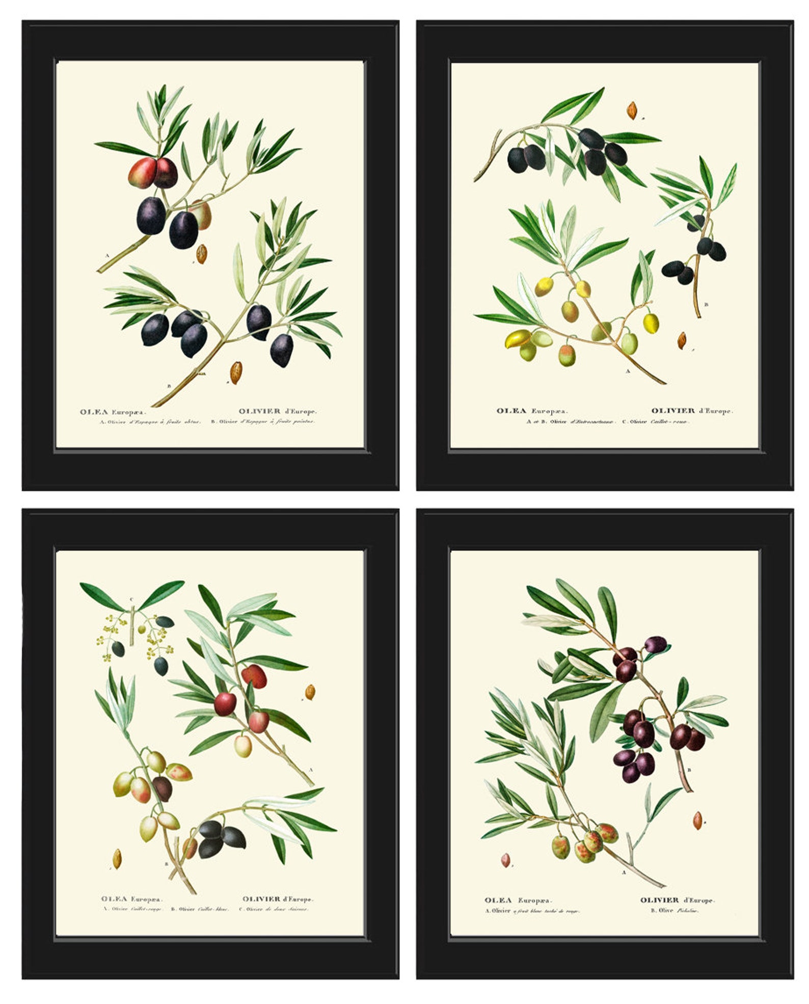 Olive Tree Prints Set of 4 Beautiful Antique Vintage Olives Etsy