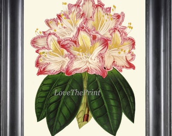 Rhododendro botânico impressão de arte de parede lindo antigo rosa branco verde flor verde jardim ao ar livre natureza ilustração decoração de casa h456
