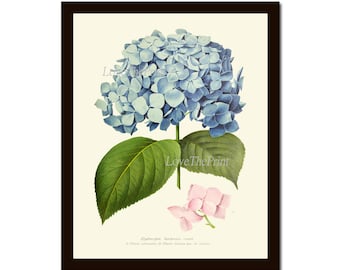 Blue Hydrangea Botanical Print Wall Art Print IH741 Beautiful Antique Vintage Illustration Colorful Garden Flower Home Decor to Frame IH