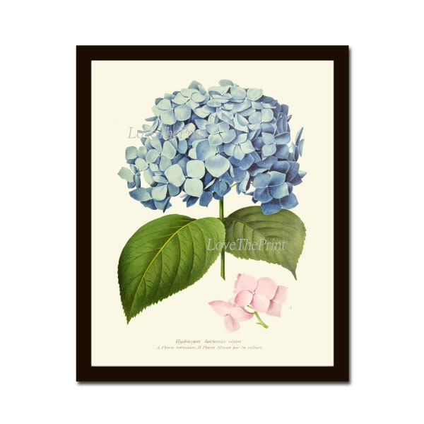 Blue Hydrangea Flower Botanical Wall Art Print IH741 Beautiful Antique Large Plant Garden Flowers Home Room Decor Picture Illustration IH