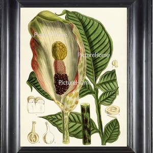 Botanische Druck Titan Arum Wand Kunst B7 schöne große antike blühende Blume Blütenblätter grün lila tropischen Dekor Interior Design zum Rahmen