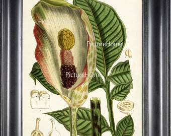 Impressão botânica Titan Arum Wall Art B7 Lindas pétalas de flores antigas grandes e antigas, verde roxo, decoração tropical, design de interiores para moldura