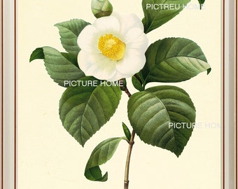 White Gardenia Botanical Print 20 Beautiful 8X10 Antique Redoute Art Room Decoration Wall Art to Frame Blue Flowers Spring Garden Nature