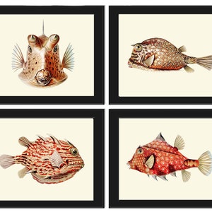 Tropical Fish Prints Set of 4 Beautiful Antique Ernst Haeckel Illustration Picture Interior Home Bathroom Marine Coastal Decor to Frame FH