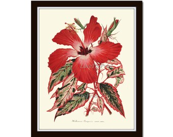 Red Hibiscus Rosemallows Flower Botanical Print IH356 Beautiful Antique Tropical Garden Plant Home Room Wall Art Room Decoration to Frame
