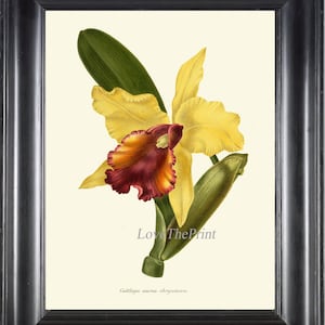 Botanische Druck IH851 schöne antike Vintage Orchidee Blume topischen Garten Pflanze Wand Kunst Dekor Illustration Aquarell Bild zu Rahmen