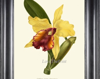 Botanical Print IH851 Beautiful Antique Vintage Orchid Flower Topical Garden Plant Wall Art Decor Illustration Watercolor Picture to Frame