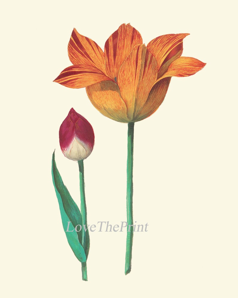 Tulip Botanical Prints Set of 4 Beautiful Antique Pink White Etsy