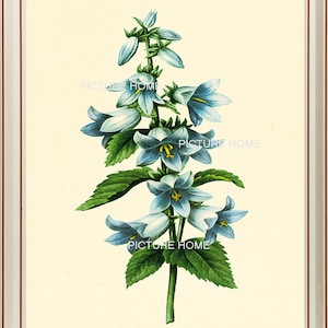 Flower Botanical Print 14 Beautiful 8X10 Antique Redoute Art Room Decoration Wall Art to Frame Blue Flowers Spring Garden Nature