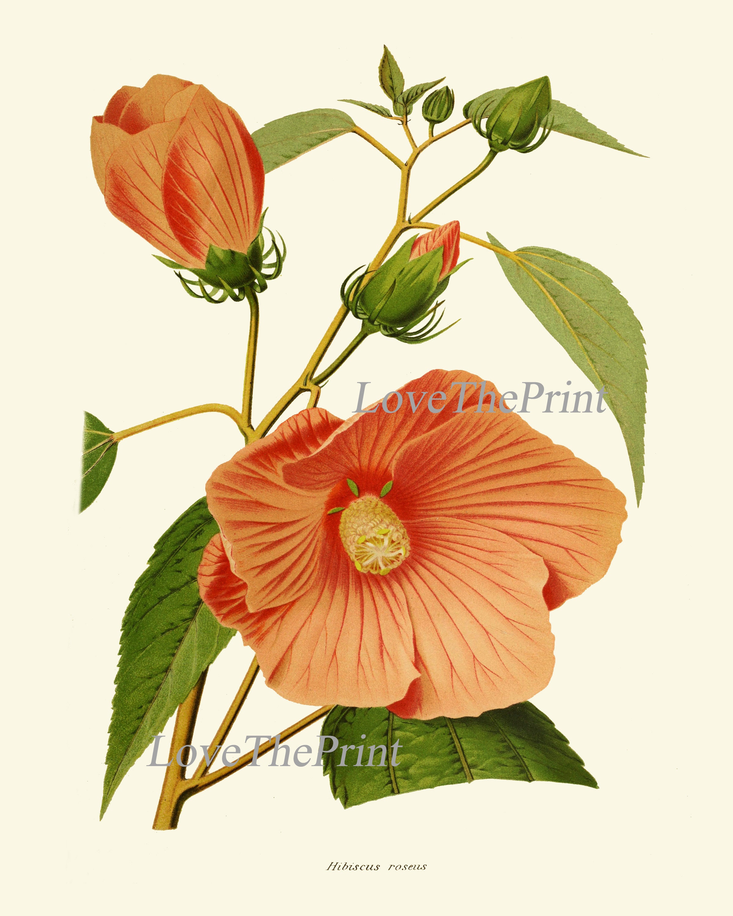 Hibiscus Flower Botanical Print IH929 Beautiful Antique | Etsy