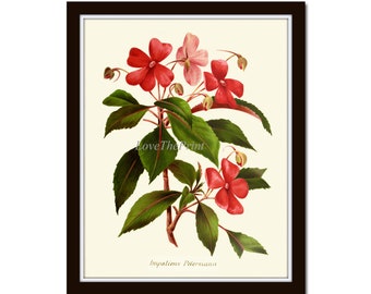 Pink Red Botanical Print Flower Wall Art Touch-me-not Impatiens Busy Lizzie IH677 Beautiful Antique Home Room Decor Illustration to Frame IH