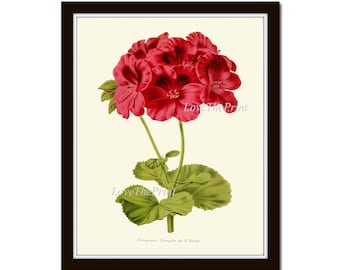 Red Geranium Flower Botanical Print IH063 Beautiful Antique Watercolor Illustration Garden Plant Home Room Wall Art Room Decoration to Frame