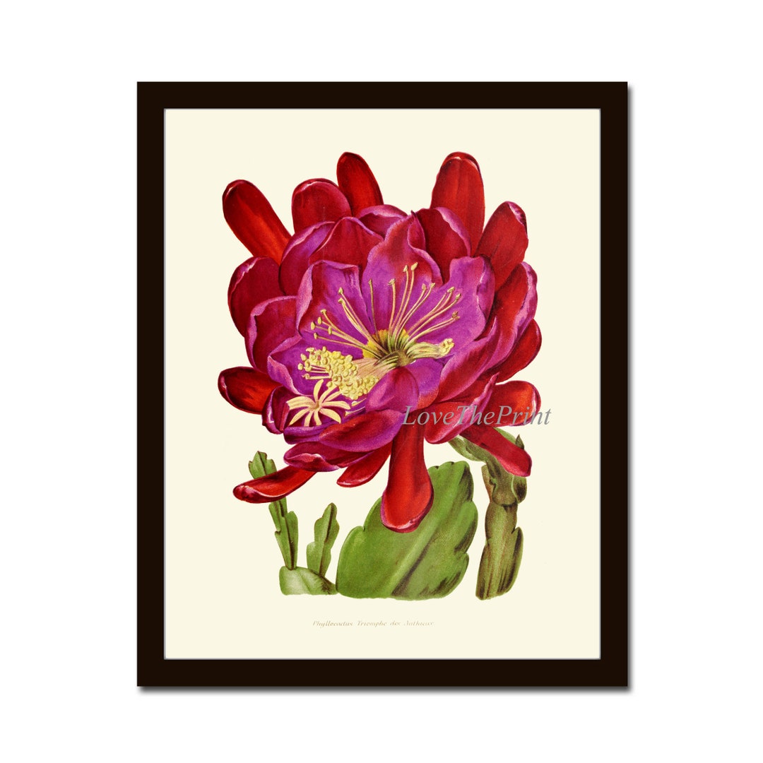 Cactus Botanical Wall Art Print IH784 Beautiful Antique Large Pink ...