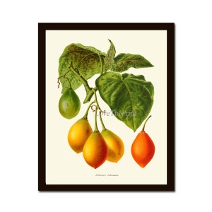 Tamarillo Tomato Botanical Print IH926 Beautiful Antique Garden Vegetable Kitchen Dinging Room Wall Art Home Room Decor Picture to Frame
