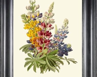 Botanical Print IH864 Beautiful Antique Lupine Blue Yellow White Red Green Flower Plant Illustration Watercolor Wall Art Home Decor to Frame