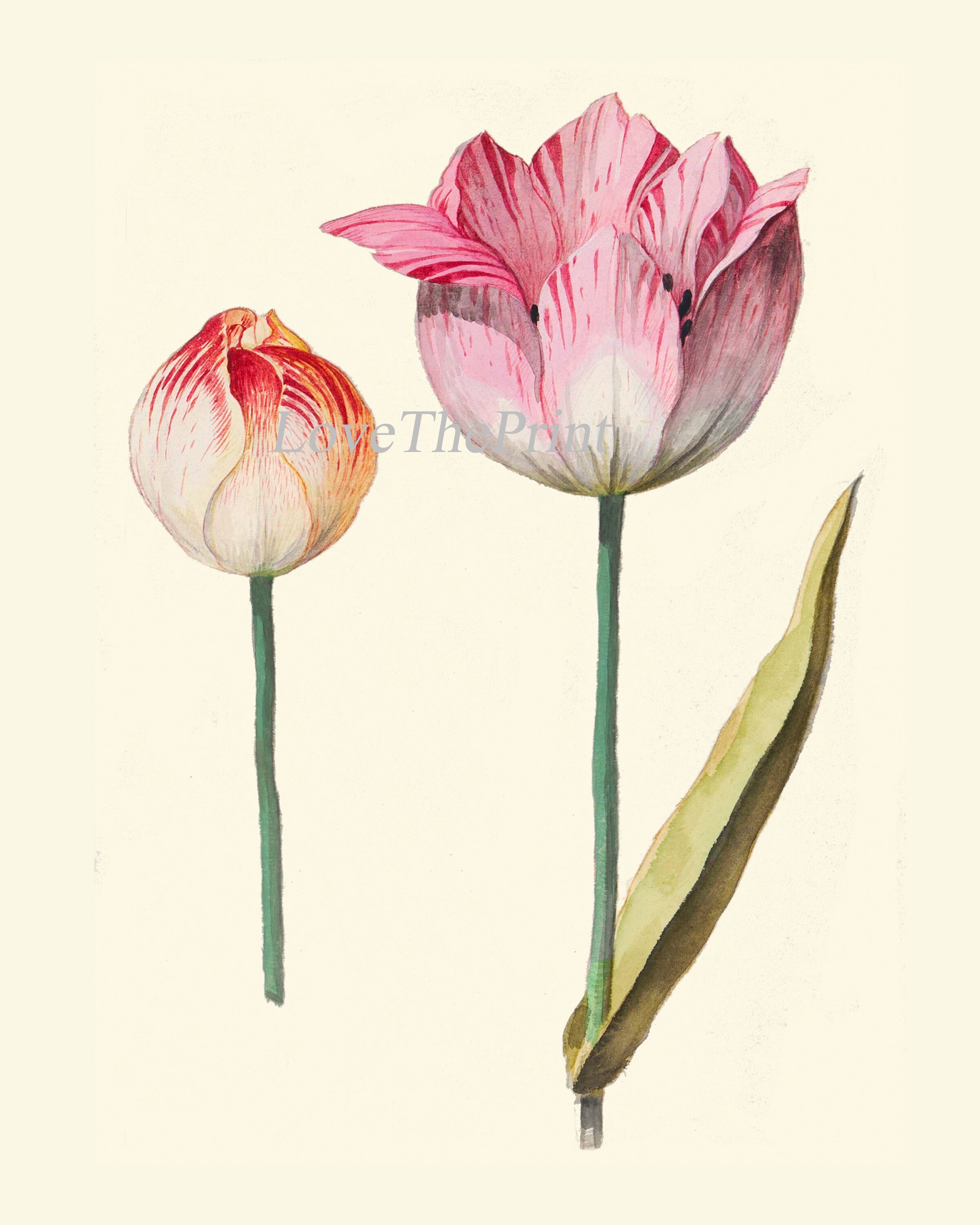 Tulip Botanical Prints Set of 4 Beautiful Antique Pink White | Etsy