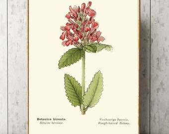 Pink Betony Wildflower Herb Botanical Print Wall Art AF63 Beautiful Vintage Green Nature Garden Gift Illustration Home Room Decor to Frame