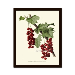Red Currants Botanical Print IH772 Beautiful Antique Berry Berries Garden Gardening Kitchen Dining Room Home Wall Art Decor to Frame IH
