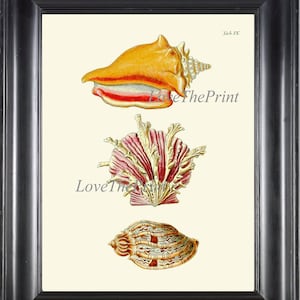 Seashell Print KN9 Wall Art Beautiful Antique Sea Ocean Shell Nautical Tropical Coastal Marine Caribbean Beach Cottage Home Decor to Frame