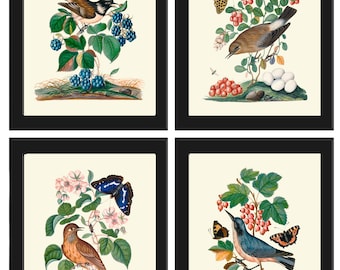 Vintage Birds Wall Art Print Set of 4 Prints Beautiful Blue Red Berries Botanical Flowers Butterfly Nest Eggs Antique Decor to Frame BJB