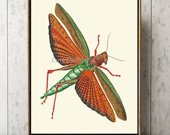 Locust Wall Art Print GSZ13 Beautiful Antique Green Copper Beetle Insect Outdoor Nature Home Room Kitchen Office Dining Room Decor to Frame