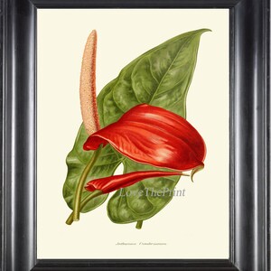 Botanical Print IH825 Beautiful Red Antique Vintage Anthurium Tailflower Flamingo Laceleaf Tropical Flower Home Room Decor Picture to Frame