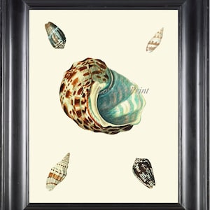 Seashell Print KN63 Wall Art Beautiful Antique Sea Ocean Shell Nautical Tropical Coastal Marine Caribbean Beach Cottage Home Decor to Frame