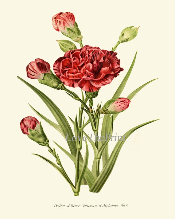 Red Carnation Botanical Print Wall Art Floral Home Decor IH852