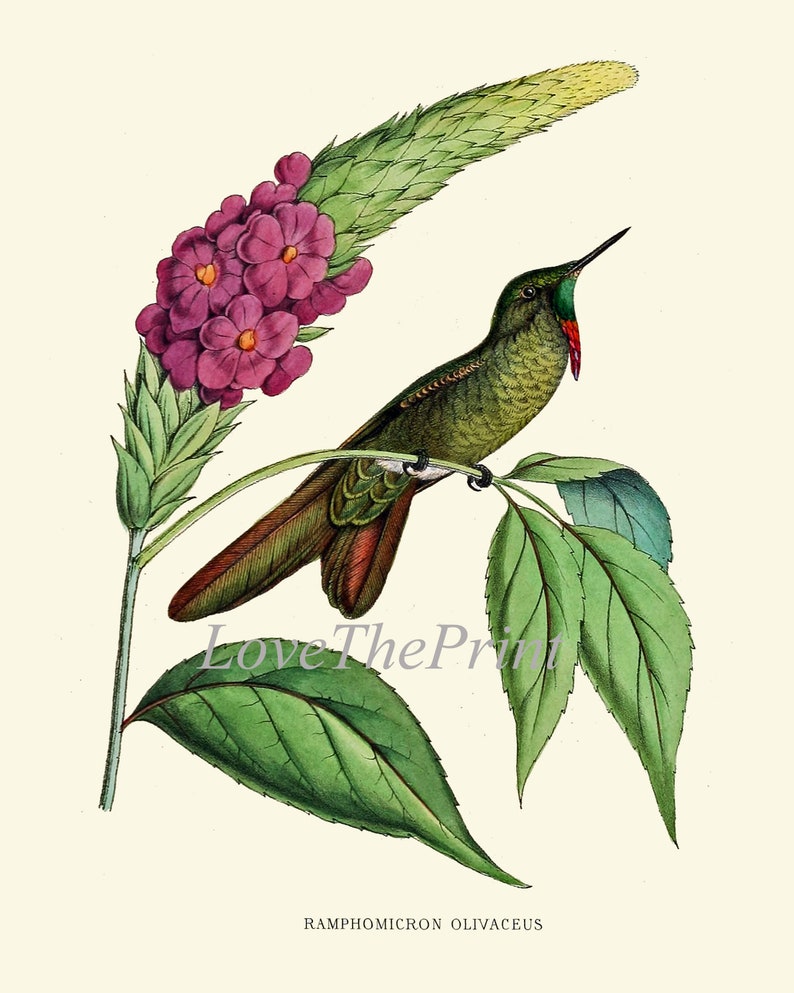Hummingbird Print Wall Art Set of 9 Beautiful Antique Vintage - Etsy