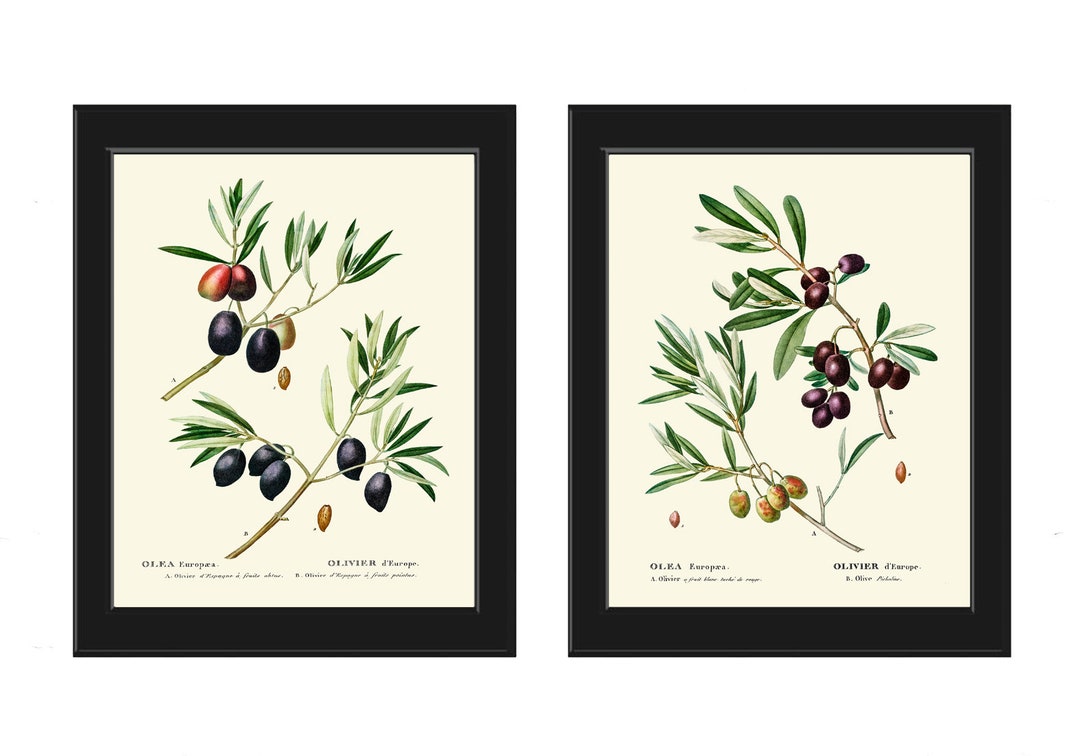 Olives Botanical Prints Kitchen Dining Room Wall Art Print Set - Etsy