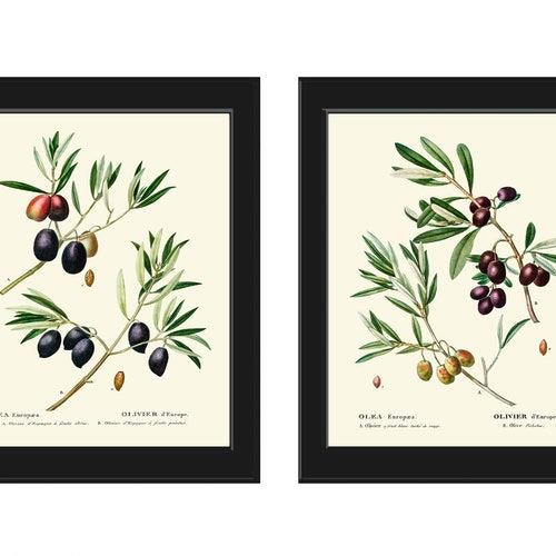 Green Olives And Olive Oil Art Print Home Decor Wall Art Poster C 