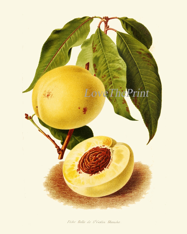 Peach Botanical Print IH901 Beautiful Antique Yellow Large Tree Fruit Kitchen Dining Room Home Room Wall Art Decor Illustration to Frame IH