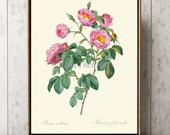 Pink Roses Botanical Print LRR11 Beautiful Antique French Flowers Wall Art Bedroom Living Dinging Room Home Decor Interior Design to Frame