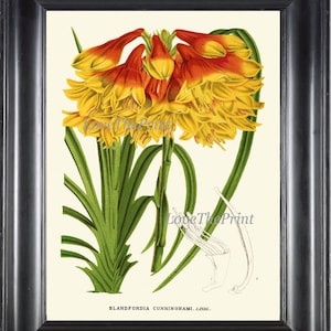 Tropical Colorful Flowers Botanical Print Wall Art Beautiful Antique Red Yellow Exotic Garden Large Plant Home Decor to Frame H499