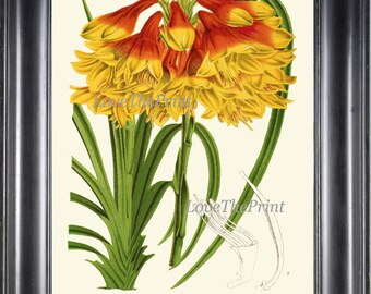 Arte de parede com estampa botânica de flores tropicais coloridas, linda planta grande, antiga, vermelha, amarela, exótica, jardim, decoração para casa, emoldurar H499