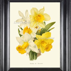 Daffodil Narcissus Botanical Wall Art Print IH888 Beautiful Antique White Yellow Flowers Garden Green Nature Home Room Decor to Frame IH