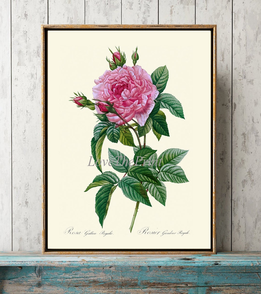 Pink Rose Botanical Wall Art Print LRR6 Beautiful Antique Garden Flower ...