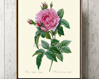 Pink Rose Botanical Wall Art Print LRR6 Beautiful Antique Garden Flower Gift Home Room Decor Interior Design Decoration Picture to Frame